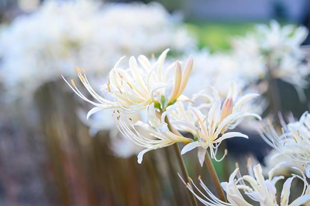 彼岸花の花言葉は怖いって本当 赤や白の色別の意味と名前の由来も紹介 イチケンナビゲートブログ