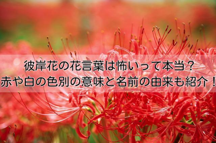 彼岸花の花言葉は怖いって本当 赤や白の色別の意味と名前の由来も紹介 イチケンナビゲートブログ