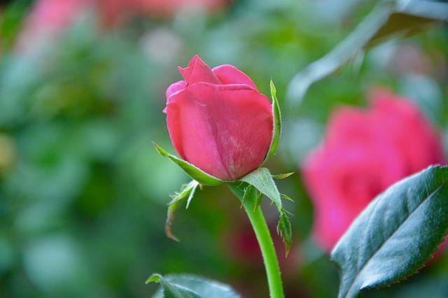 薔薇　その他の花言葉