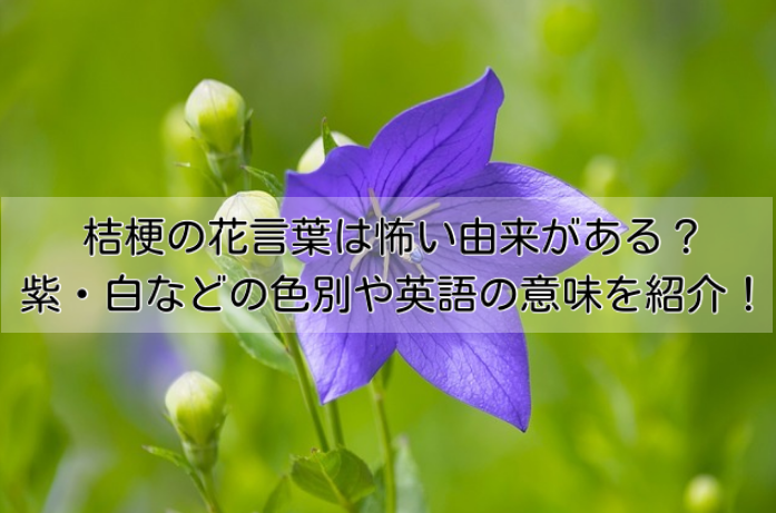 桔梗の花言葉は怖い由来がある？紫・白などの色別や英語の意味を紹介！