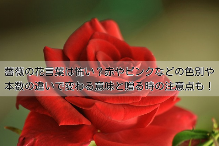 薔薇の花言葉は怖い？赤やピンクなどの色別や本数の違いで変わる意味と贈る時の注意点も！