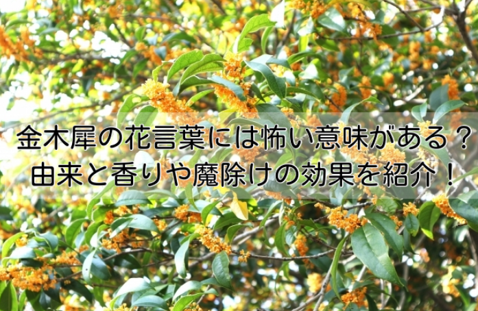 金木犀の花言葉には怖い意味がある？由来と香りや魔除けの効果を紹介！