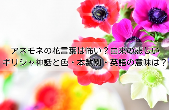 アネモネの花言葉は怖い？由来の悲しいギリシャ神話と色・本数別・英語の意味も紹介！