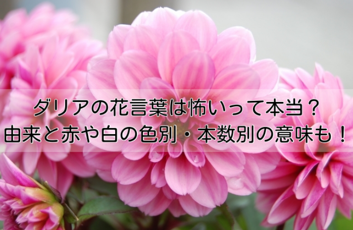 ダリアの花言葉は怖いって本当？由来と赤や白の色別・本数別の意味も紹介！