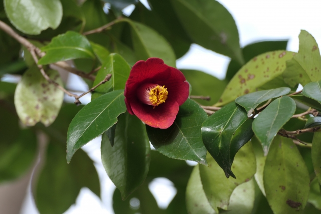 椿の花言葉が怖いと言われる理由は 赤 白 ピンクの色 品種別の意味や由来も紹介 イチケンナビゲートブログ