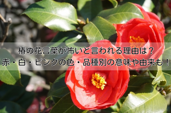 椿の花言葉が怖いと言われる理由は 赤 白 ピンクの色 品種別の意味や由来も紹介 イチケンナビゲートブログ