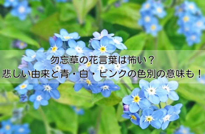 勿忘草の花言葉は怖い？悲しい由来と青・白・ピンクの色別の意味も紹介！