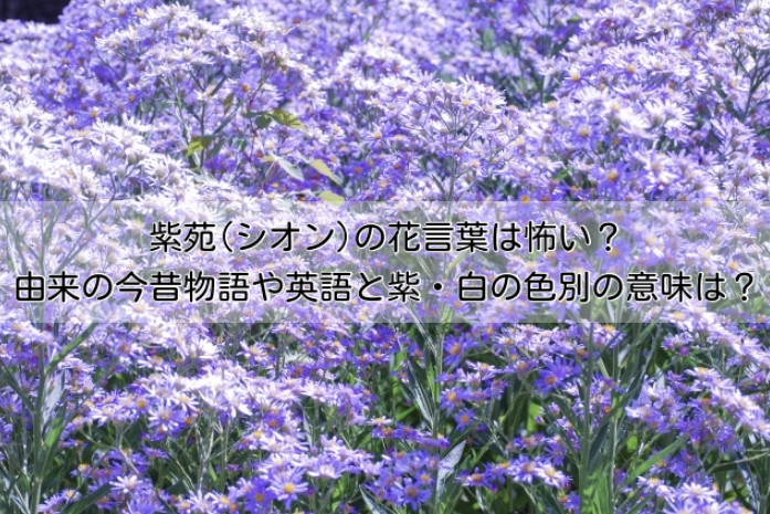 紫苑(シオン)の花言葉は怖い？由来の今昔物語や英語と紫・白の色別の意味も紹介！